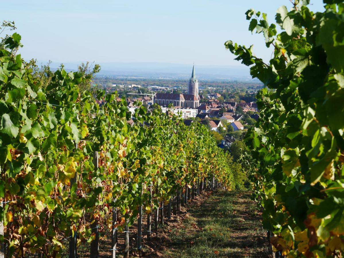 Appartement Sur La Route Des Vins D'Alsace Cernay  Esterno foto